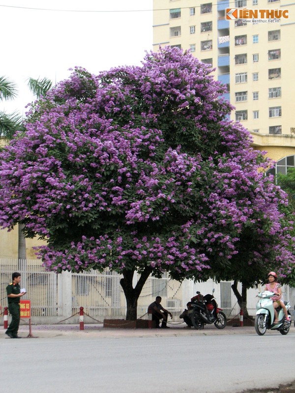 Ngam hoa bang lang no ruc ro pho phuong Ha Noi-Hinh-8